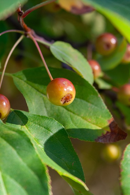 可能的胜利 可能的胜利