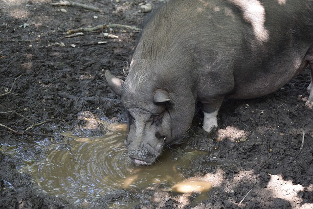 托蒂:落實羅馬謀篇,穆帥未出現來意!.